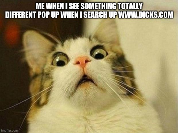 Scared Cat Meme | ME WHEN I SEE SOMETHING TOTALLY DIFFERENT POP UP WHEN I SEARCH UP WWW.DICKS.COM | image tagged in memes,scared cat | made w/ Imgflip meme maker