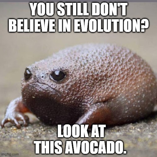 Evolution | image tagged in memes,fun,funny,avocado | made w/ Imgflip meme maker