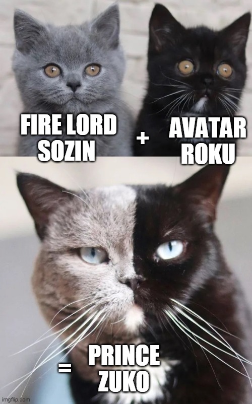 After watching Avatar: The Last Airbender Season 3 Episode 6 | AVATAR
ROKU; FIRE LORD
SOZIN; +; PRINCE
ZUKO; = | image tagged in avatar the last airbender,avatar,prince zuko,funny,cats | made w/ Imgflip meme maker