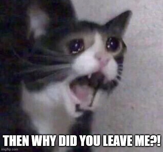 Crying Cat | THEN WHY DID YOU LEAVE ME?! | image tagged in crying cat | made w/ Imgflip meme maker