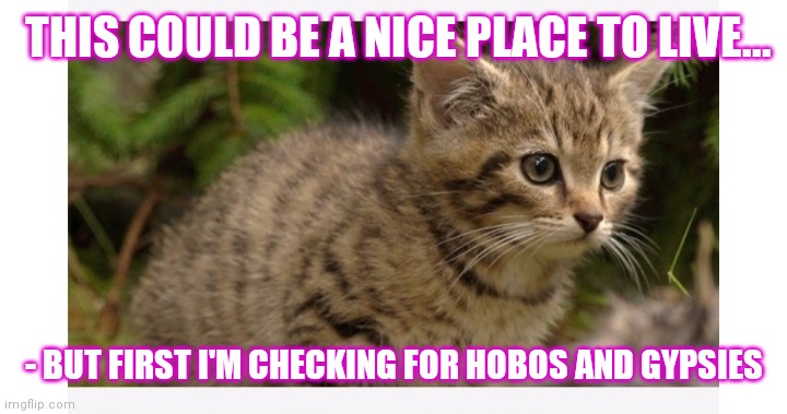 Good Kitty | THIS COULD BE A NICE PLACE TO LIVE... - BUT FIRST I'M CHECKING FOR HOBOS AND GYPSIES | image tagged in cute kittens | made w/ Imgflip meme maker