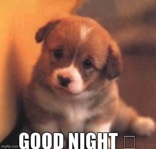 gn ya'll | image tagged in cute puppies | made w/ Imgflip meme maker