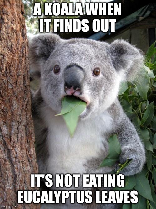 Surprised Koala Meme | A KOALA WHEN IT FINDS OUT; IT’S NOT EATING EUCALYPTUS LEAVES | image tagged in memes,surprised koala | made w/ Imgflip meme maker