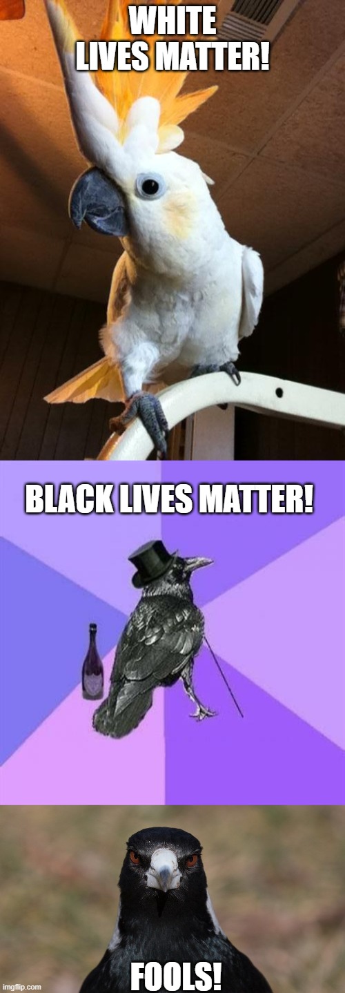 WHITE LIVES MATTER! BLACK LIVES MATTER! FOOLS! | image tagged in memes,rich raven,cockatoo,angry magpie,black lives matter,racism | made w/ Imgflip meme maker