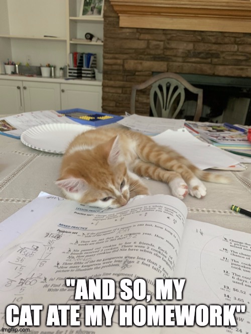 My cat ate my homework | image tagged in cat,kitten,cute,homework,dog ate homework,kitty | made w/ Imgflip meme maker