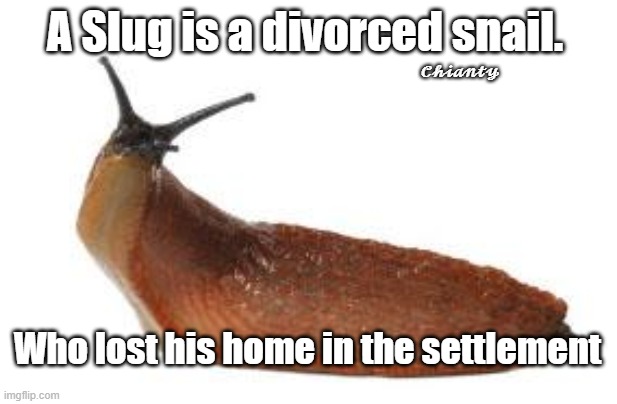 Slug | A Slug is a divorced snail. 𝓒𝓱𝓲𝓪𝓷𝓽𝔂; Who lost his home in the settlement | image tagged in divorce | made w/ Imgflip meme maker
