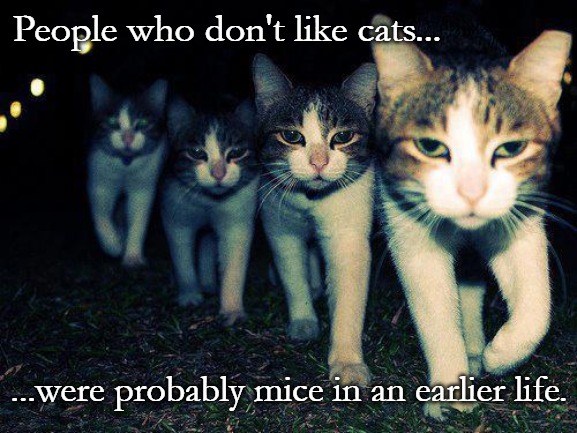 Wrong Neighboorhood Cats | People who don't like cats... ...were probably mice in an earlier life. | image tagged in memes,wrong neighboorhood cats | made w/ Imgflip meme maker