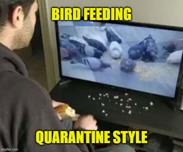 Quarantine closes parks. Still need to feed the birds. |  BIRD FEEDING; QUARANTINE STYLE | image tagged in memes,quarantine,birds,cabin fever,covid-19,park | made w/ Imgflip meme maker