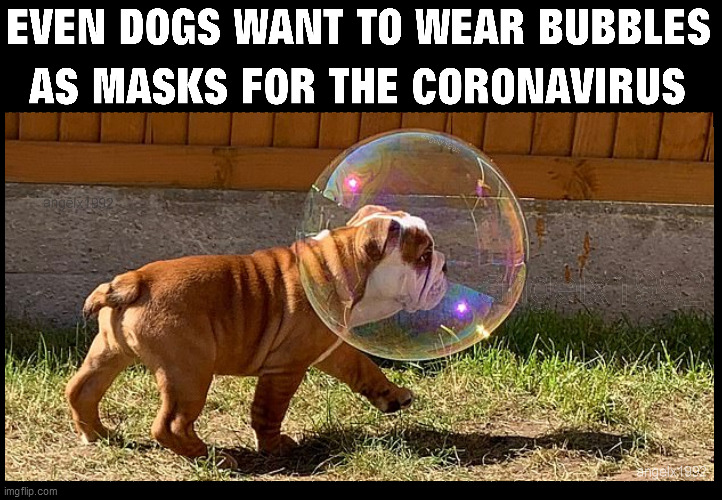 image tagged in coronavirus,dogs,bubble,masks,covid-19,puppy | made w/ Imgflip meme maker