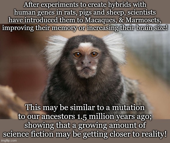 After experiments to create hybrids with human genes in rats, pigs and sheep, scientists have introduced them to Macaques, & Marmosets, improving their memory or increasing their brain size! This may be similar to a mutation to our ancestors 1.5 million years ago; showing that a growing amount of science fiction may be getting closer to reality! | made w/ Imgflip meme maker