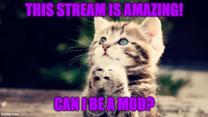 Cute kitten | THIS STREAM IS AMAZING! CAN I BE A MOD? | image tagged in cute kitten | made w/ Imgflip meme maker