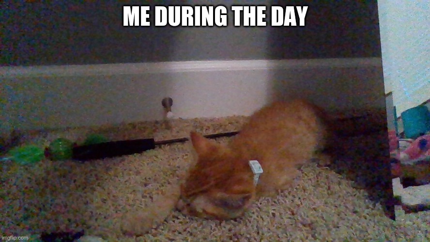 Sleeping Cat | ME DURING THE DAY | image tagged in sleeping cat | made w/ Imgflip meme maker