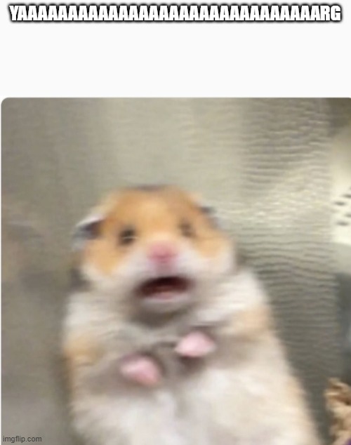 paniked hamster | YAAAAAAAAAAAAAAAAAAAAAAAAAAAAAARG | image tagged in paniked hamster | made w/ Imgflip meme maker