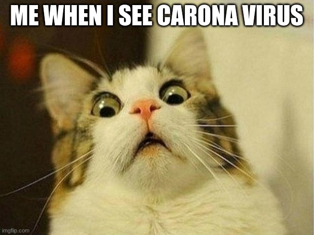 Scared Cat Meme | ME WHEN I SEE CARONA VIRUS | image tagged in memes,scared cat | made w/ Imgflip meme maker