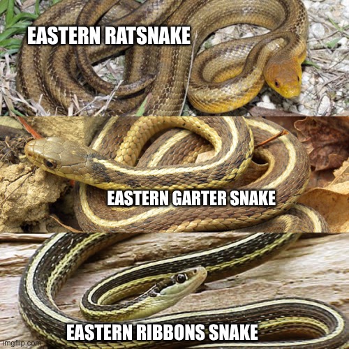 Striped Snakes in SC | EASTERN RATSNAKE; EASTERN GARTER SNAKE; EASTERN RIBBONS SNAKE | image tagged in snake | made w/ Imgflip meme maker
