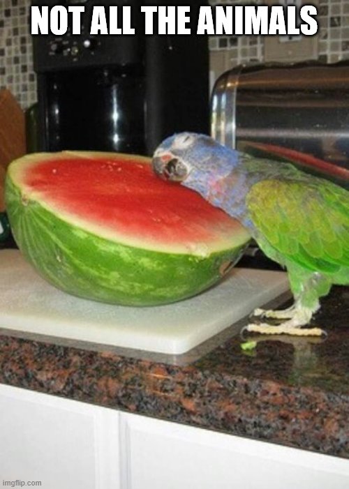 Parrot melon | NOT ALL THE ANIMALS | image tagged in parrot melon | made w/ Imgflip meme maker