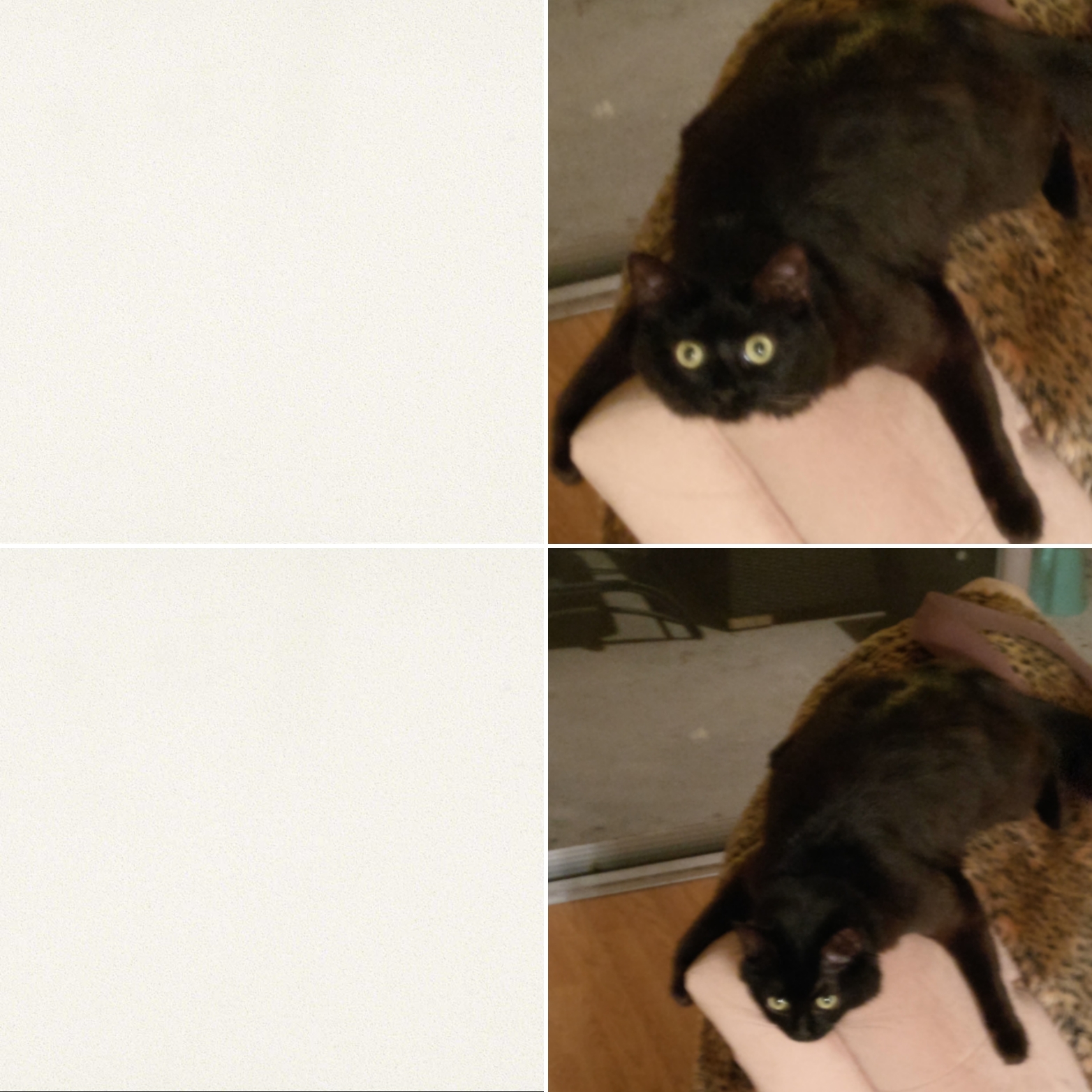 Dejected cat Blank Meme Template