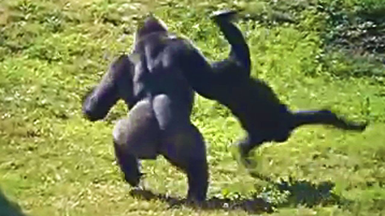 Gorilla flipping gorilla Blank Meme Template