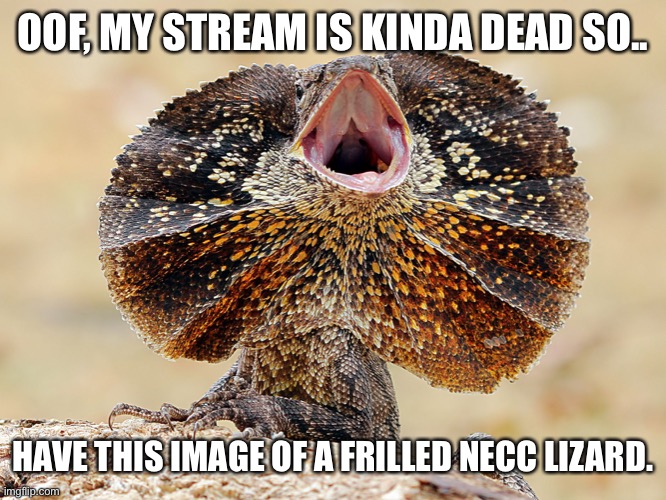 I saw that a lot of things have happened, I’ll just wait till it gets sorted out. | OOF, MY STREAM IS KINDA DEAD SO.. HAVE THIS IMAGE OF A FRILLED NECC LIZARD. | made w/ Imgflip meme maker