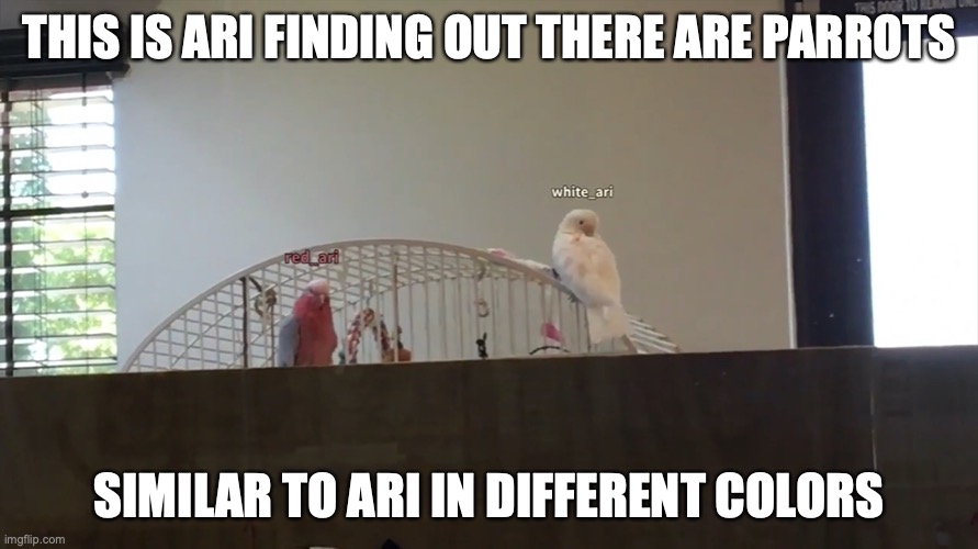 Ari in Different Colors | THIS IS ARI FINDING OUT THERE ARE PARROTS; SIMILAR TO ARI IN DIFFERENT COLORS | image tagged in ari,jaiden animations,memes | made w/ Imgflip meme maker