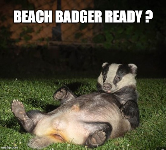 Beach Badger Ready? | BEACH BADGER READY ? | image tagged in badger | made w/ Imgflip meme maker