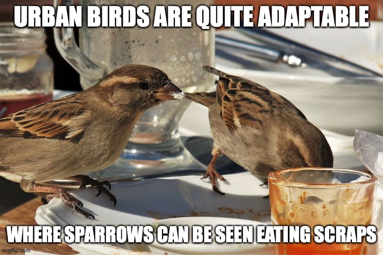 Sparrows | URBAN BIRDS ARE QUITE ADAPTABLE; WHERE SPARROWS CAN BE SEEN EATING SCRAPS | image tagged in birds,sparrows,memes | made w/ Imgflip meme maker
