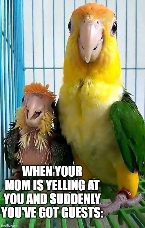 when youve got guests | WHEN YOUR MOM IS YELLING AT YOU AND SUDDENLY YOU'VE GOT GUESTS: | image tagged in paranoid parrot | made w/ Imgflip meme maker