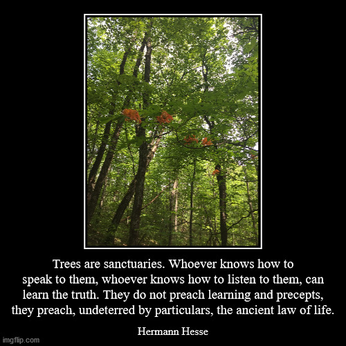 Trees | image tagged in hiking,nature | made w/ Imgflip demotivational maker