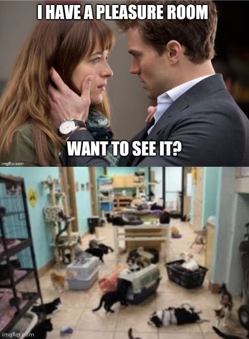 FIFTY SHADES OF KITTYS | image tagged in memes,fifty shades of grey,cats | made w/ Imgflip meme maker
