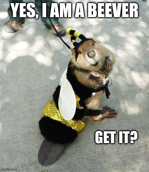 Beavers get in on the action | YES, I AM A BEEVER; GET IT? | image tagged in bees,beaver | made w/ Imgflip meme maker