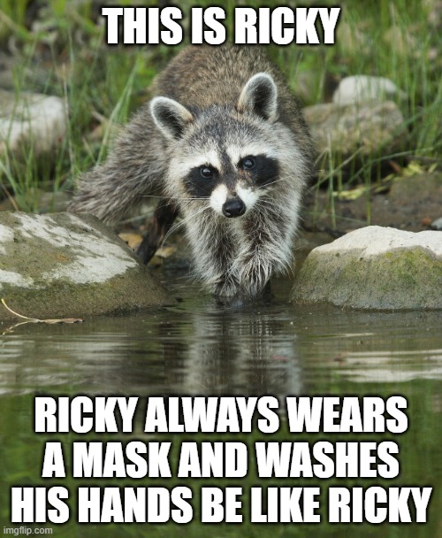 be like Ricky | THIS IS RICKY; RICKY ALWAYS WEARS A MASK AND WASHES HIS HANDS BE LIKE RICKY | image tagged in racoon,kewlew | made w/ Imgflip meme maker