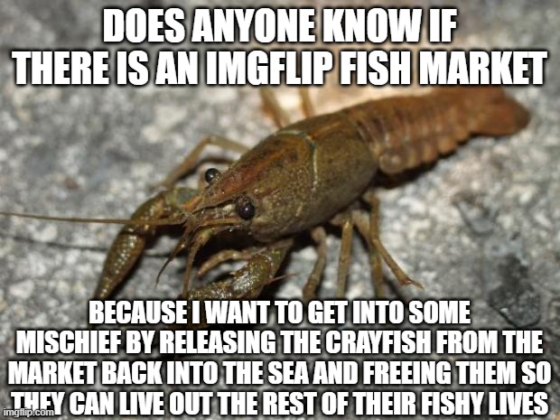fish market anyone? | DOES ANYONE KNOW IF THERE IS AN IMGFLIP FISH MARKET; BECAUSE I WANT TO GET INTO SOME MISCHIEF BY RELEASING THE CRAYFISH FROM THE MARKET BACK INTO THE SEA AND FREEING THEM SO THEY CAN LIVE OUT THE REST OF THEIR FISHY LIVES | image tagged in cray crayfish | made w/ Imgflip meme maker