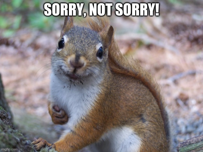 Sorry not sorry squirrel | SORRY, NOT SORRY! | image tagged in sorry not sorry squirrel | made w/ Imgflip meme maker