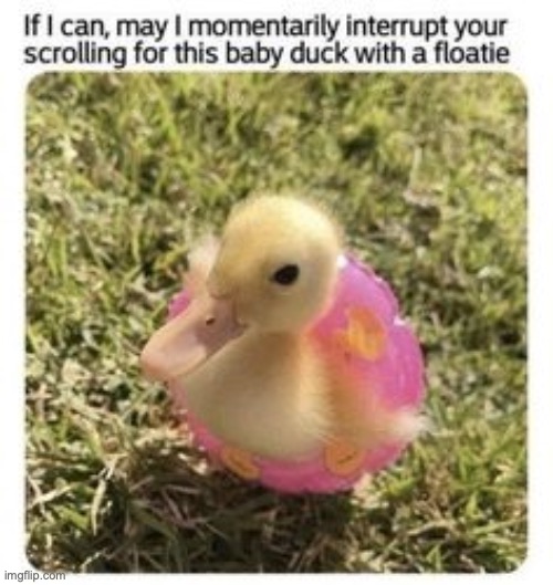Just pause and look at this... | image tagged in pinterest,ducky,its so cute,i love duckies | made w/ Imgflip meme maker