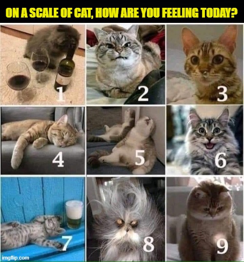 I'm Taking A 'Purr'-vey |  ON A SCALE OF CAT, HOW ARE YOU FEELING TODAY? | image tagged in cats,feelings,you | made w/ Imgflip meme maker