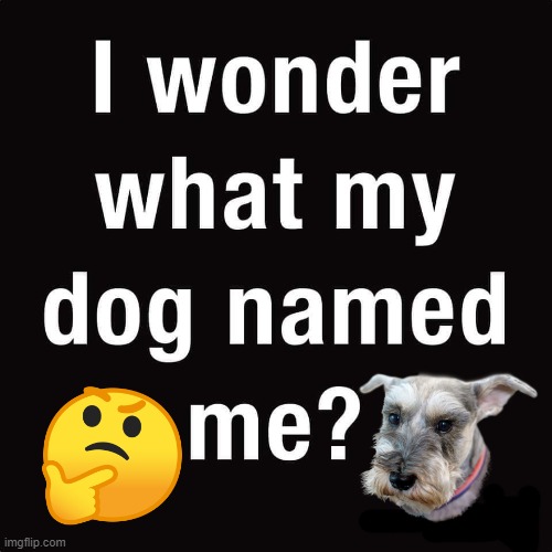 dog name | image tagged in dogs,pets,names | made w/ Imgflip meme maker