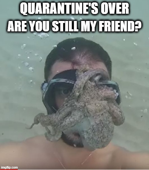 Quarantine Octo-friend | QUARANTINE'S OVER; ARE YOU STILL MY FRIEND? | image tagged in covid-19 | made w/ Imgflip meme maker