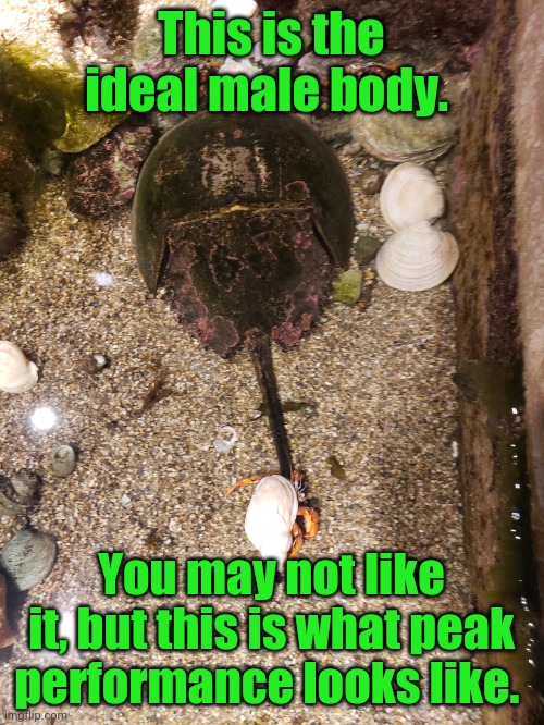 True Endurance | This is the ideal male body. You may not like it, but this is what peak performance looks like. | image tagged in peak performance,ideal male body,horseshoe crab,fitness | made w/ Imgflip meme maker