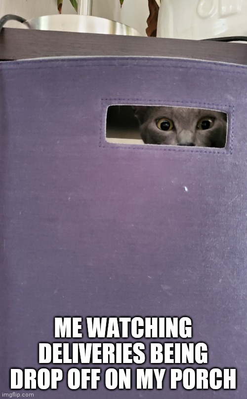 Porch drop-off | ME WATCHING DELIVERIES BEING DROP OFF ON MY PORCH | image tagged in cat in a bin | made w/ Imgflip meme maker