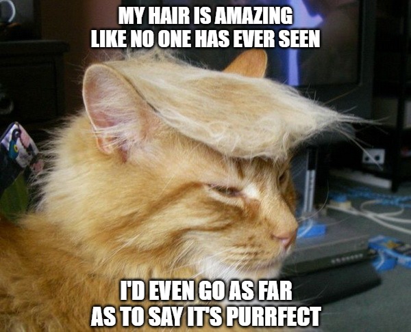It's The Hair | MY HAIR IS AMAZING
LIKE NO ONE HAS EVER SEEN; I'D EVEN GO AS FAR
AS TO SAY IT'S PURRFECT | image tagged in cats,hair,trump,memes,fun,funny | made w/ Imgflip meme maker
