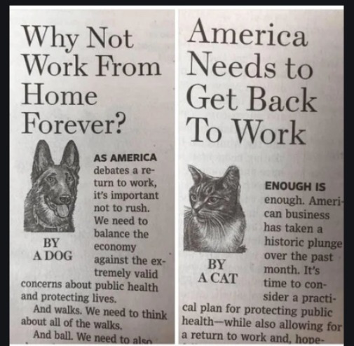 Dog vs Cat | image tagged in cats,dogs,work,memes,fun,funny | made w/ Imgflip meme maker