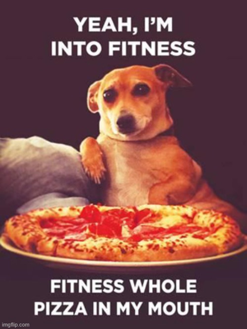 image tagged in funny,chihuahua,pizza cat | made w/ Imgflip meme maker