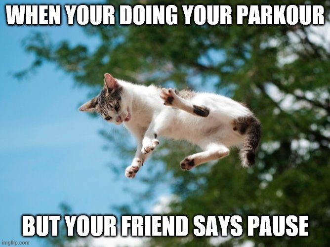 flying cat | WHEN YOUR DOING YOUR PARKOUR; BUT YOUR FRIEND SAYS PAUSE | image tagged in cats,cat | made w/ Imgflip meme maker