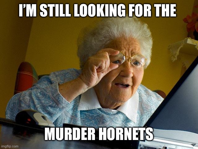 Where are the murder hornets? | I’M STILL LOOKING FOR THE; MURDER HORNETS | image tagged in memes,grandma finds the internet,murder hornet,coronavirus,2020 | made w/ Imgflip meme maker