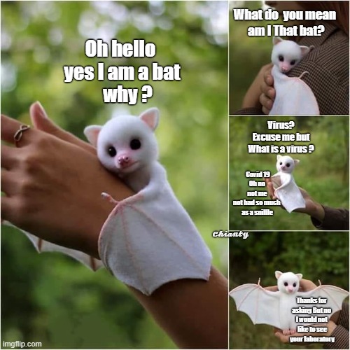 Yes a Bat | What do  you mean
 am I That bat? Oh hello 
yes I am a bat
   why ? Virus?
Excuse me but
What is a virus ? Covid 19
Oh no not me
not had so much 
as a sniffle; 𝓒𝓱𝓲𝓪𝓷𝓽𝔂; Thanks for 
asking But no 
I would not 
like to see
your laboratory | image tagged in virus | made w/ Imgflip meme maker