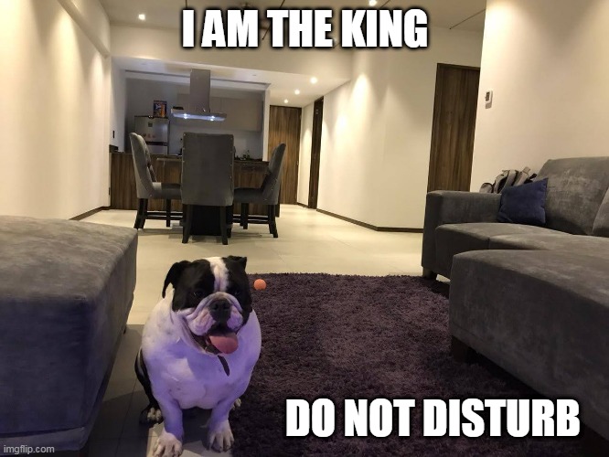 Homer the king | I AM THE KING; DO NOT DISTURB | image tagged in homer | made w/ Imgflip meme maker