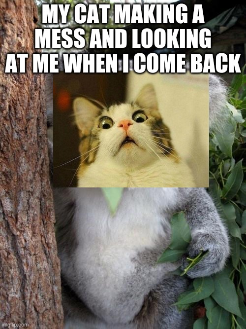 Surprised Koala Meme | MY CAT MAKING A MESS AND LOOKING AT ME WHEN I COME BACK | image tagged in memes,surprised koala | made w/ Imgflip meme maker