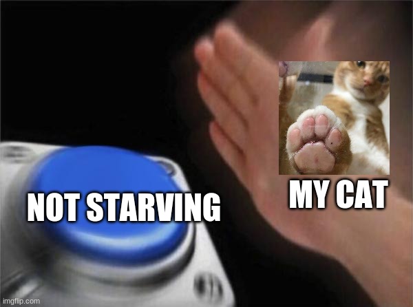 Blank Nut Button | MY CAT; NOT STARVING | image tagged in memes,blank nut button | made w/ Imgflip meme maker