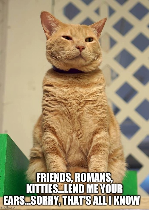 Friends, Romans, Kitties | FRIENDS, ROMANS, KITTIES...LEND ME YOUR EARS...SORRY, THAT'S ALL I KNOW | image tagged in william shakespeare,julius caesar,marc antony,kitty oratory | made w/ Imgflip meme maker