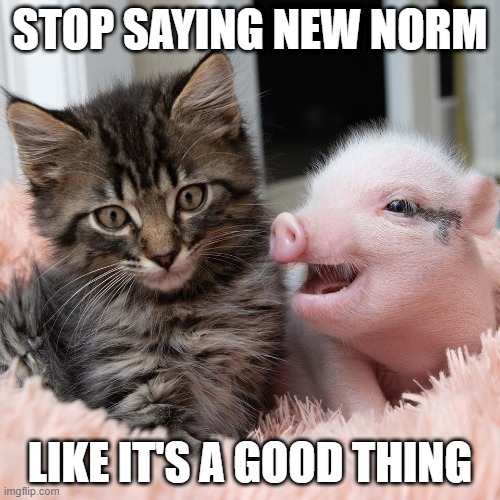 new normal | STOP SAYING NEW NORM; LIKE IT'S A GOOD THING | image tagged in new normal,kitten,baby pig | made w/ Imgflip meme maker